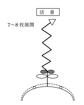 活着