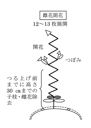 雌花開花