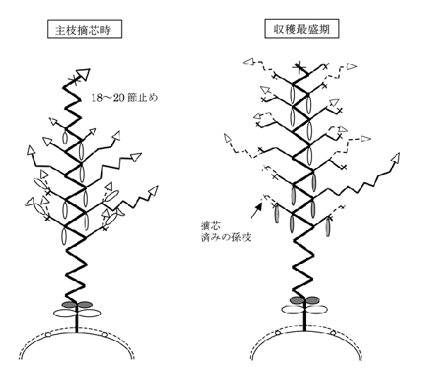 主枝摘芯時、収穫最盛期