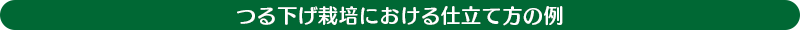 つる下げ栽培における仕立て方の例